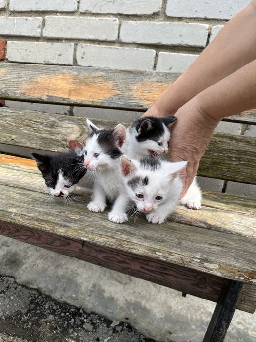 Отдам в добрые руки котят