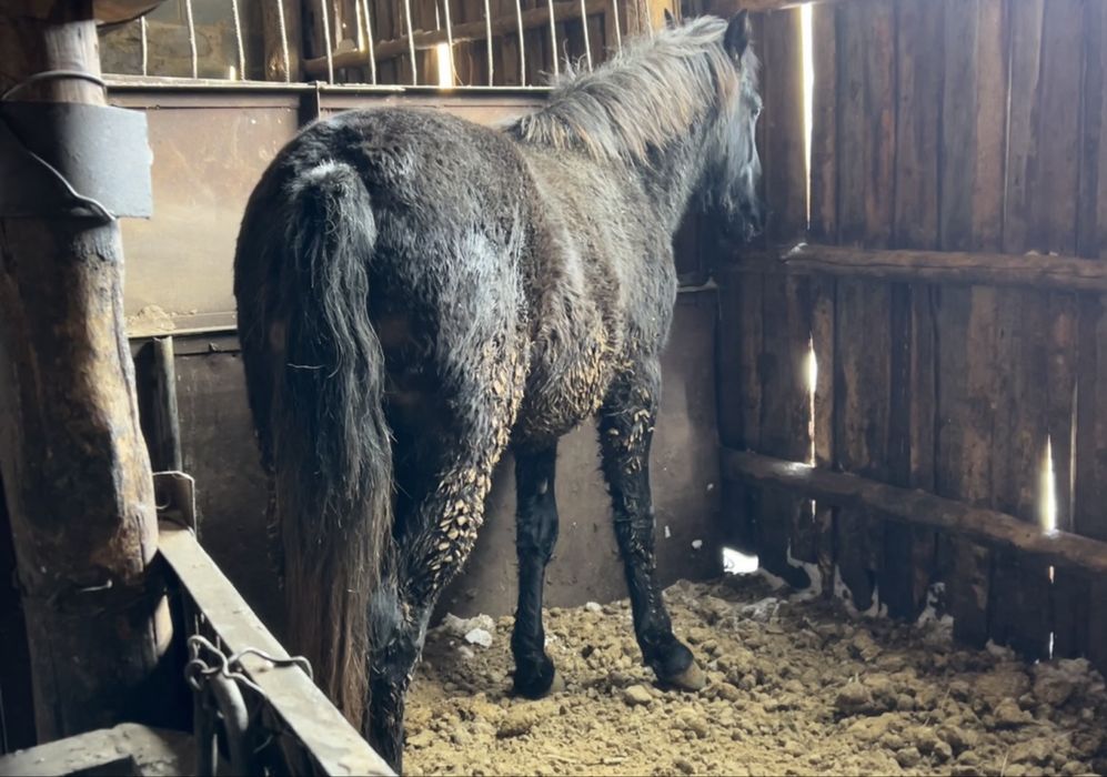 2 бас дөнен сатам семіртілген