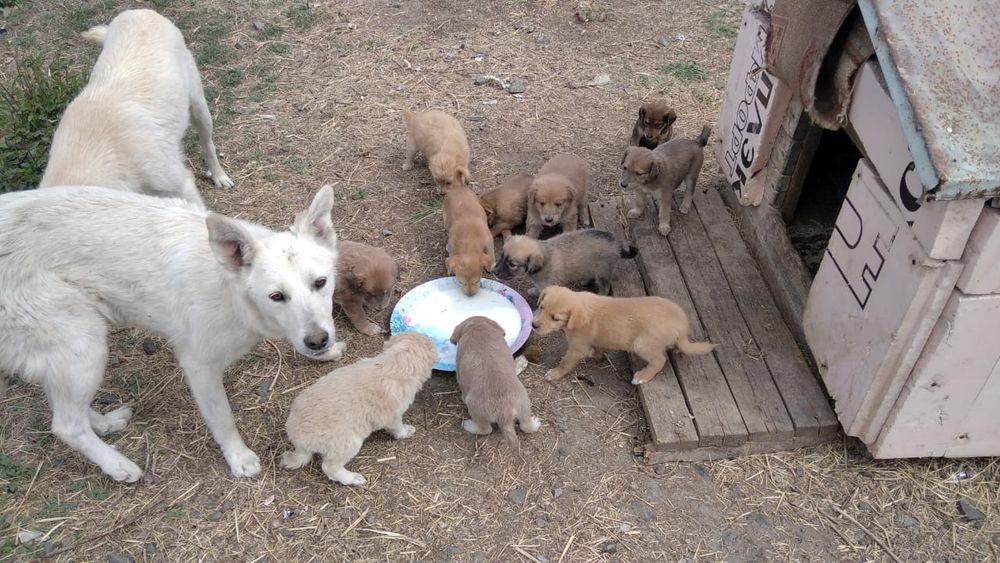 Отдам щенков дворняжки, остались девчонки