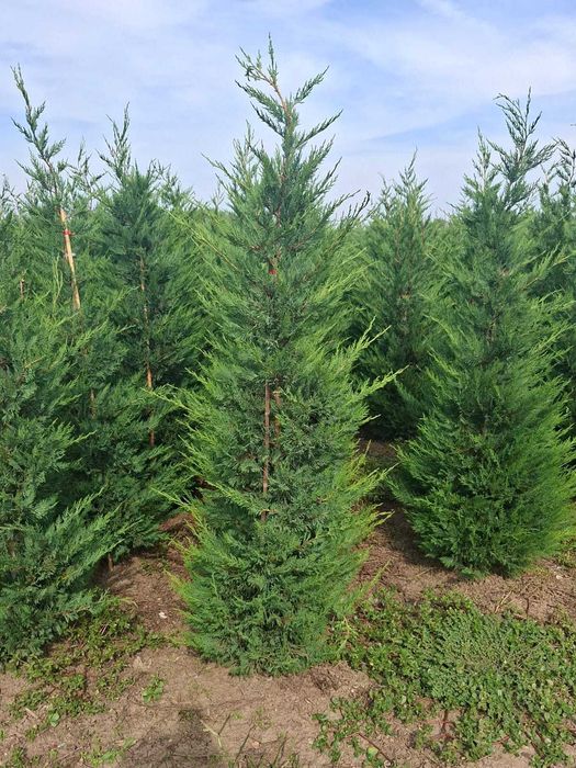 Cupressocyparis Leylandii la ghiveci (Chiparos Leyland) – Ideal pentru gard viu