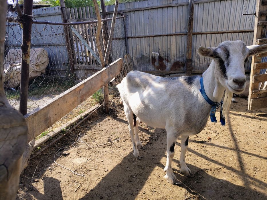 Ешкі сатылады   номерыме хабарласыныз