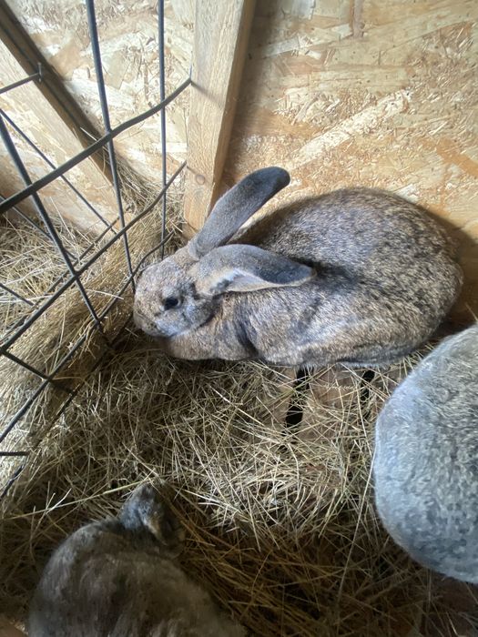 Продам двух кроликом малых