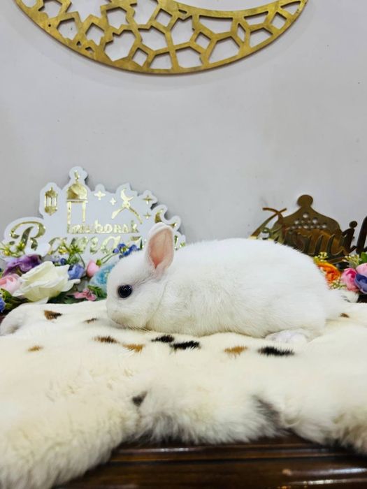 Кролик декоративный