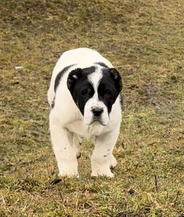 Mascul ciobanesc de Asia Centrala