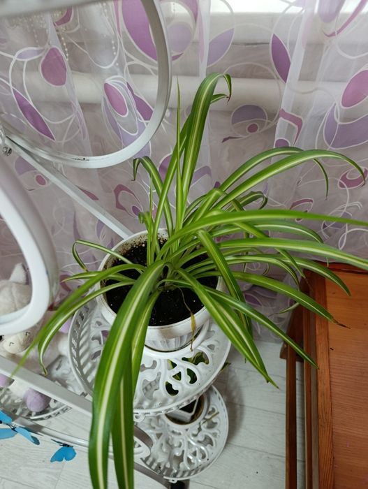 Продам комнатные растения