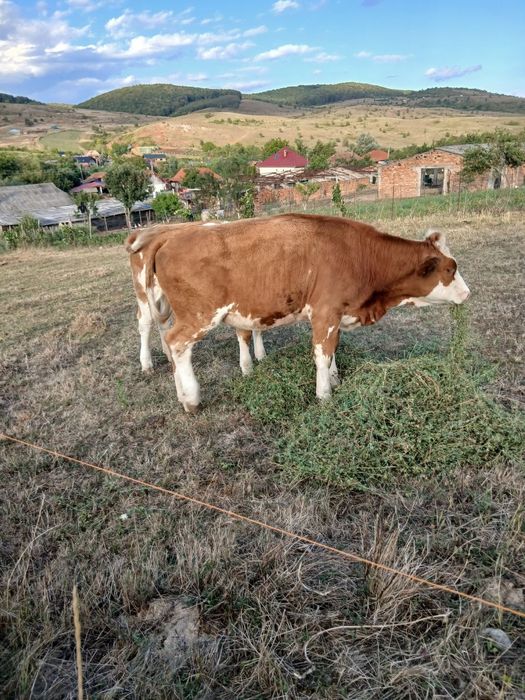 Vind vițea  buna de ținut