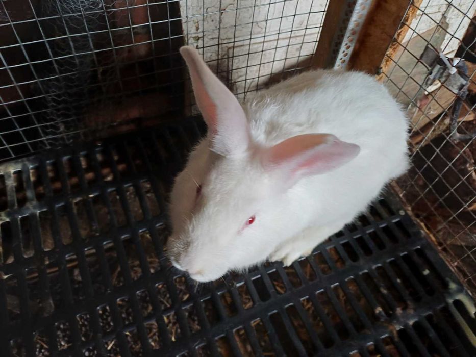 Зайци порода цика