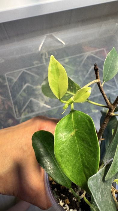 Фикус Бенджамина  Ирэн, Нина, Эльдорадо, Мутабилис