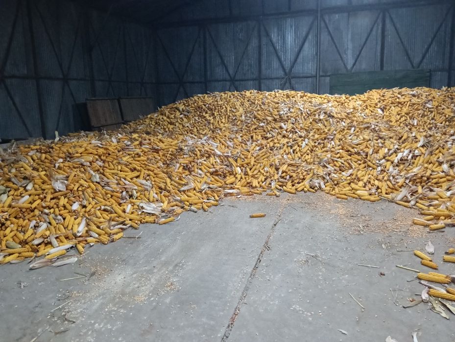 Porumb stiulete 2025