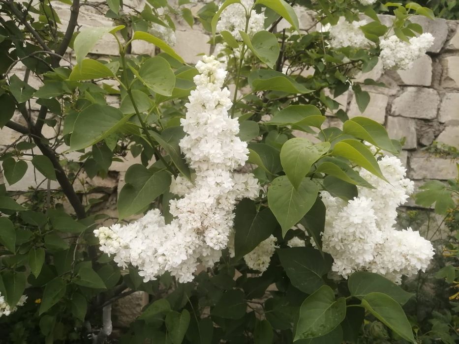 Сирень сатамын бағасы келісіммен