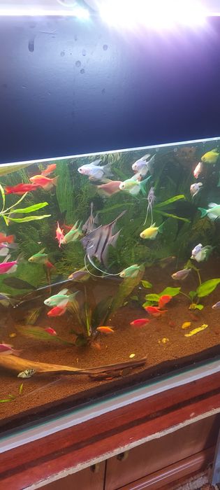 Молинезия. Растения Рыбки аквариумные.