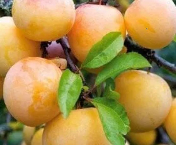 Prun (Soiul Hekman Alb )