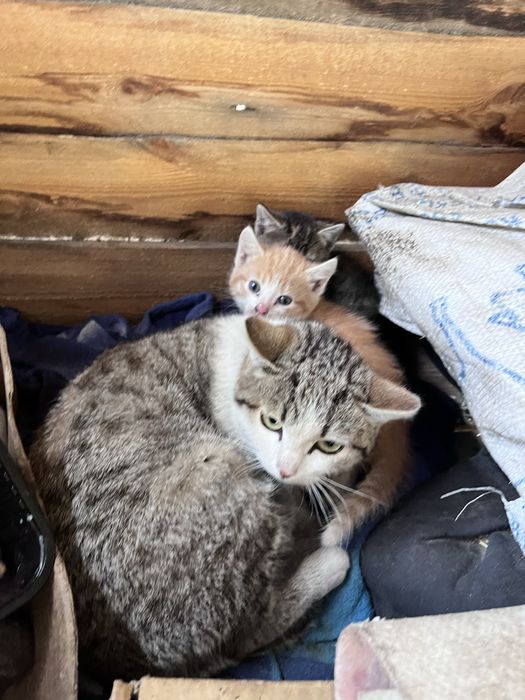 Котята отдам в добрые руки