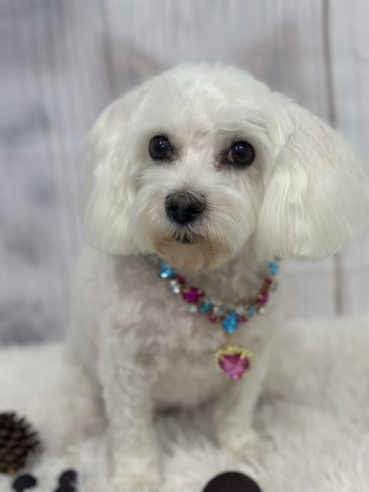 Toaletaj canin profesional – Salon Animed Pro | Drumul Taberei