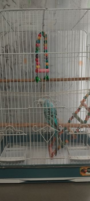 Срочно! Продам попугая волнистый