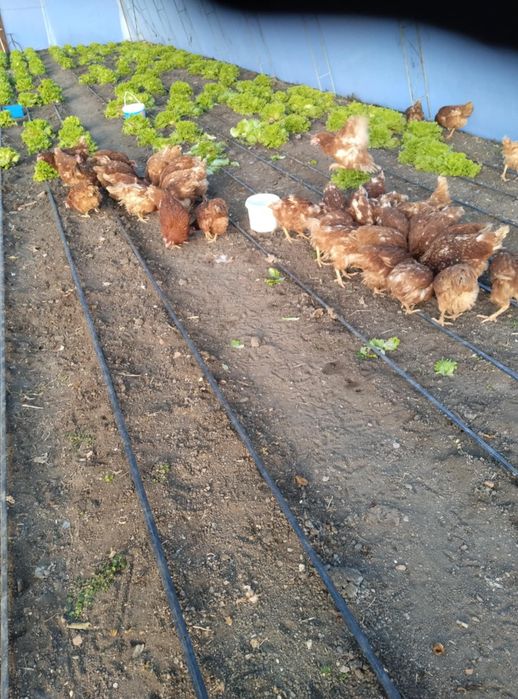 Кокошки носачки  Ломан Браун