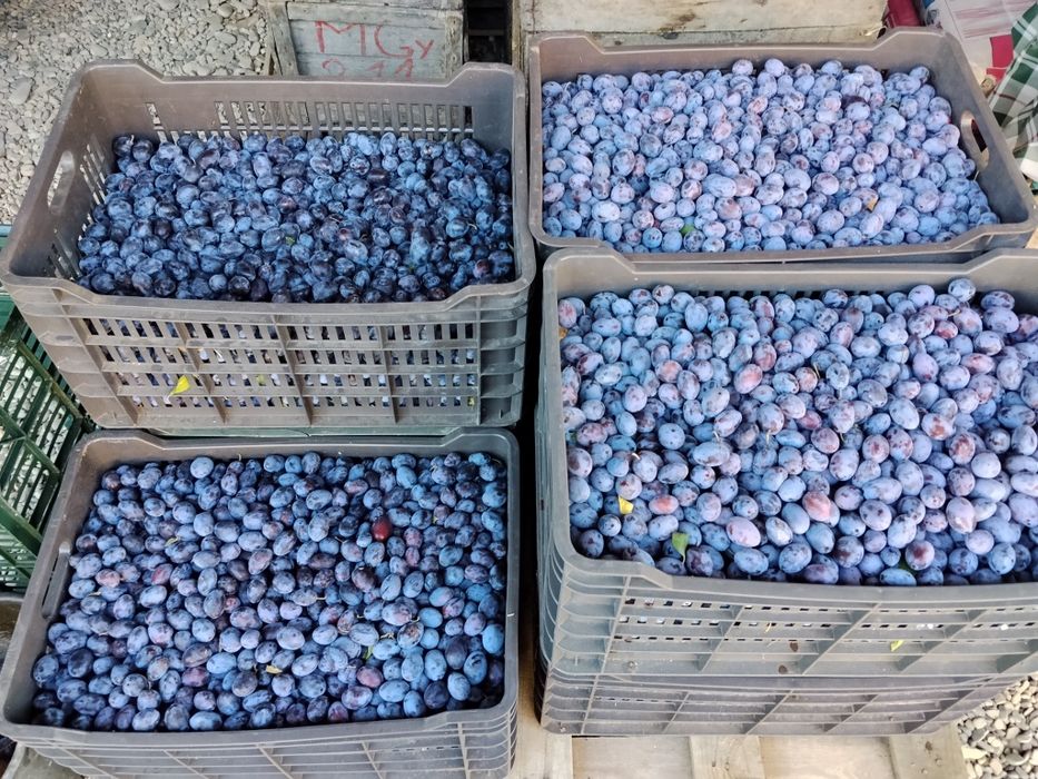 Vand pere Williams si prune pentru tuica
