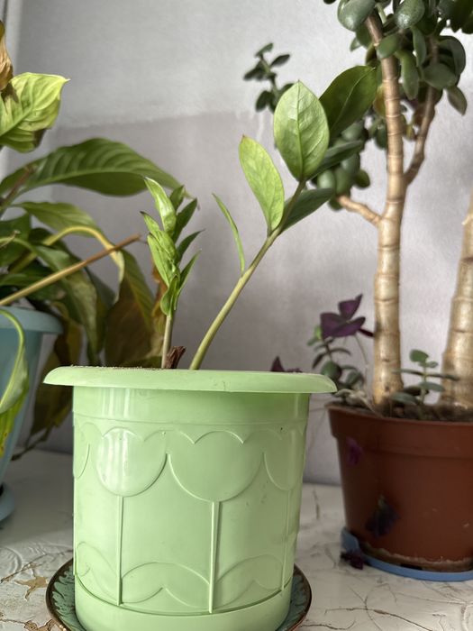 Зомиокулькус (долларовое) дерево