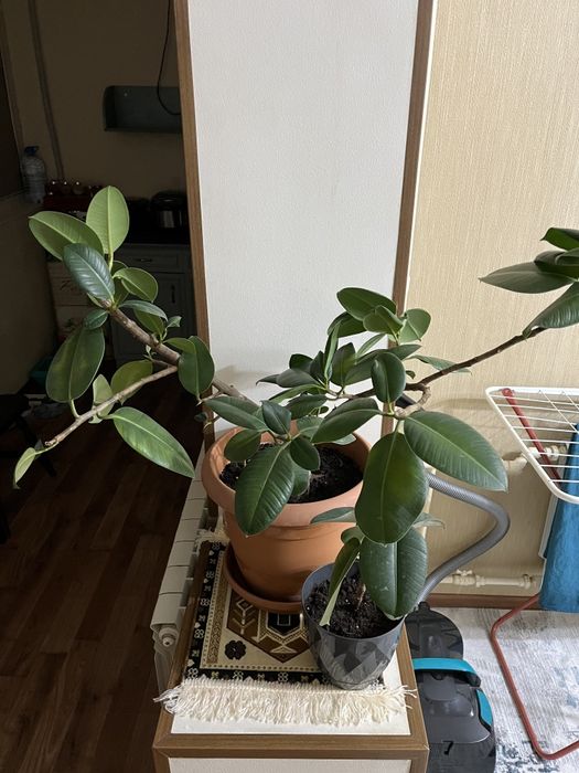 Комнатные цветы для дома и офиса