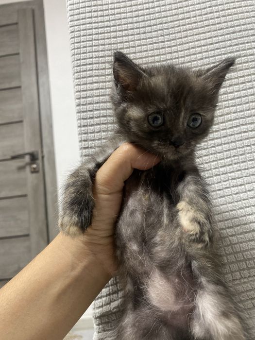 Котенок , девочка , 1,5 месяца