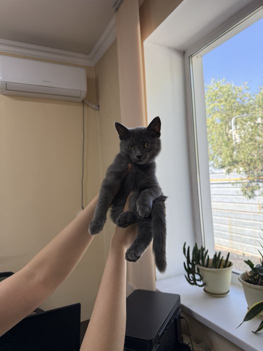 Котенок в хорошие руки