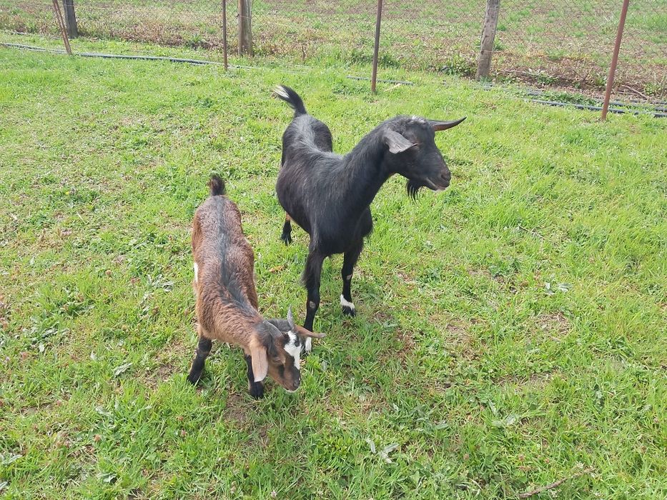 Vând capra rasa Murciano cu iada