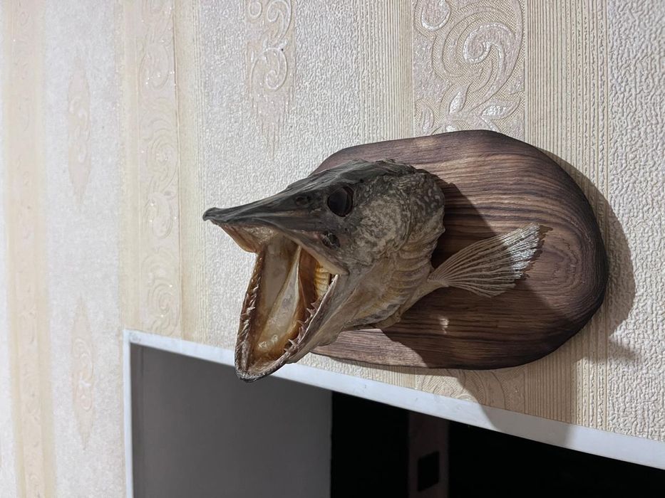 Муляж сувенир Балықтың басы сатылады
