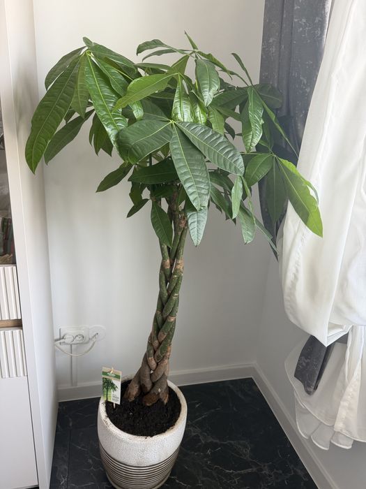 Vand planta interior