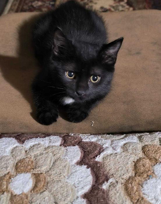 Котенок ищет надежного друга. Бесплатно отдам в заботливые руки.