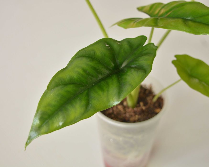 Продам Алоказия Реверса на фитильном поливе