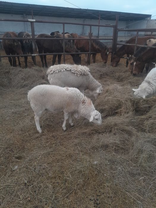 Катумские бараны