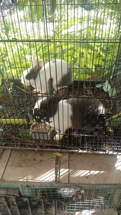 Quyon panda 4ta 1ta baran sotiladi srochna