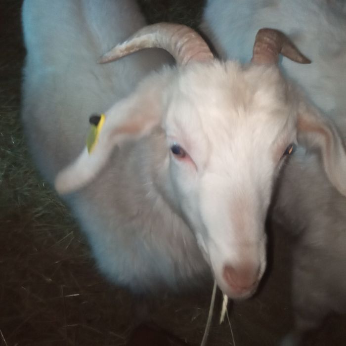 Продам молодых козочек