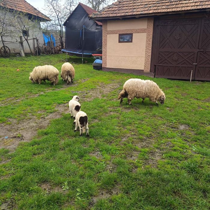 Oi miei și berbeci de vânzare