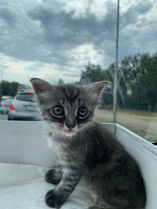 Отдам котенка мальчика !