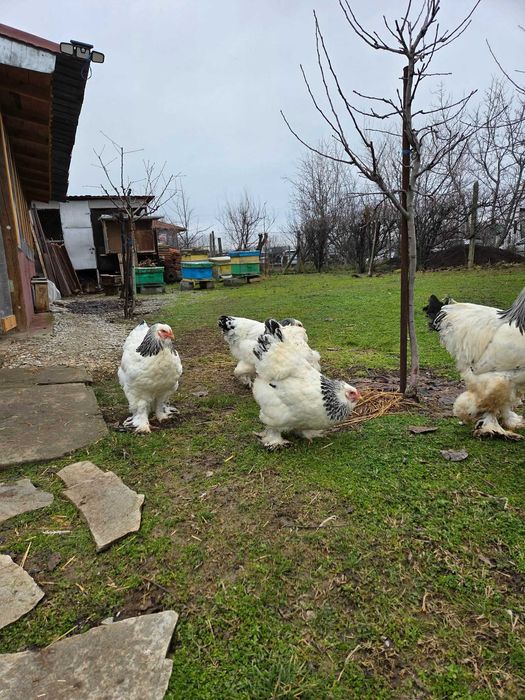 Продавам разплодни яйца от Колумбийска [Light Brahma]