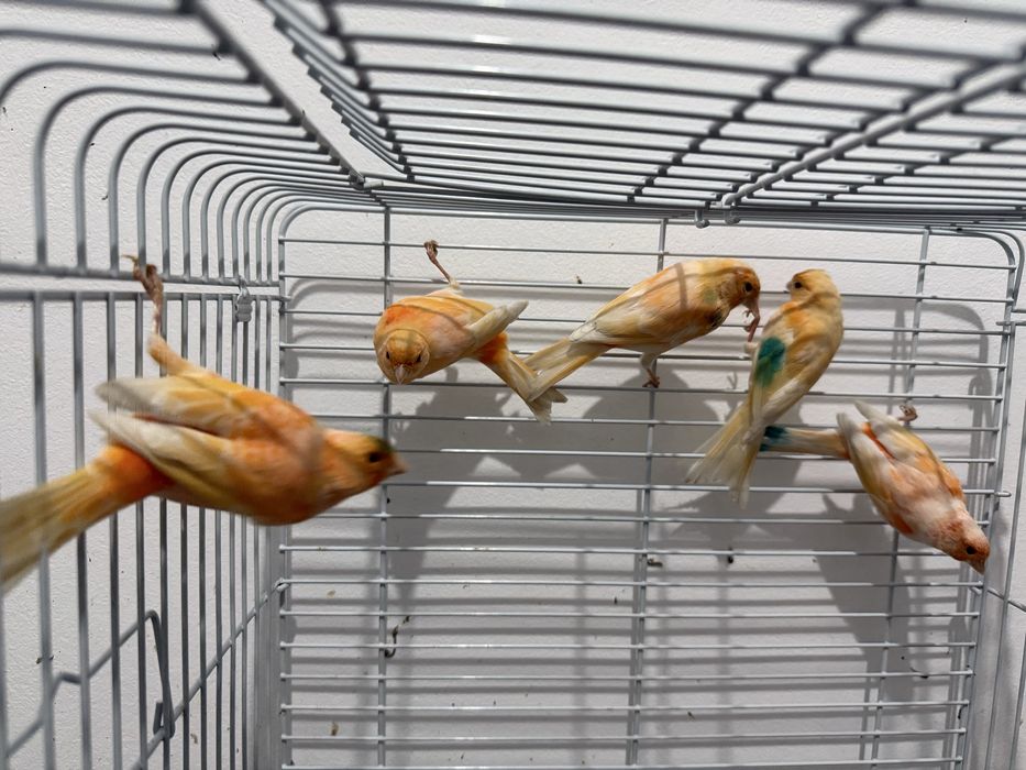 Канарейки разные