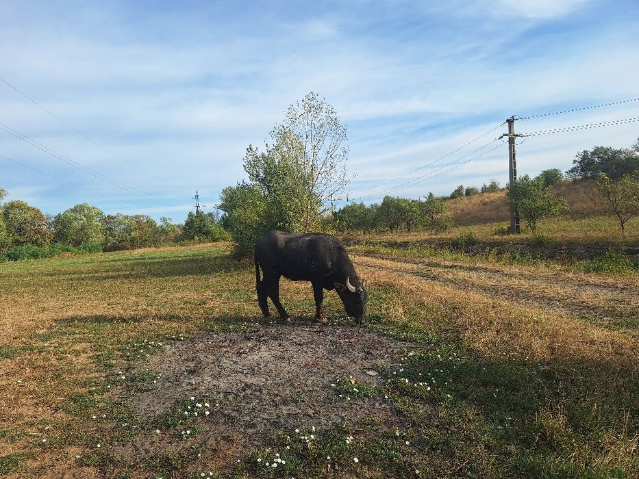 Vând junincă de bivol