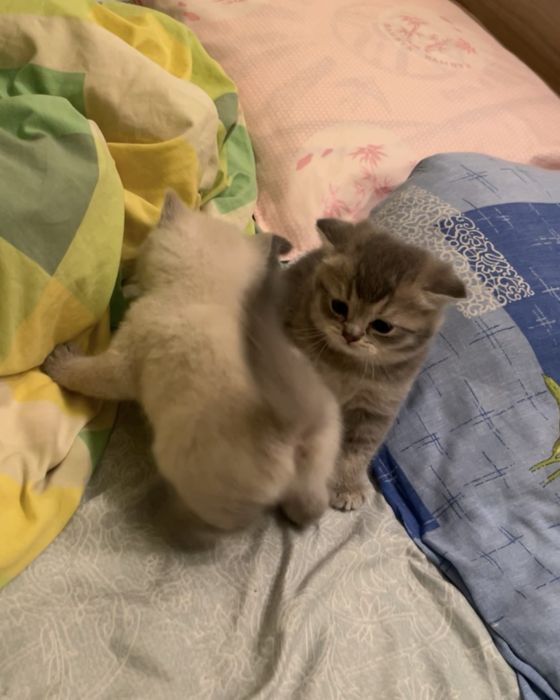 Британские котята