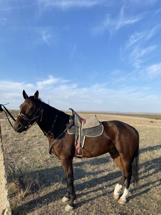 Пішпе ат сатылады