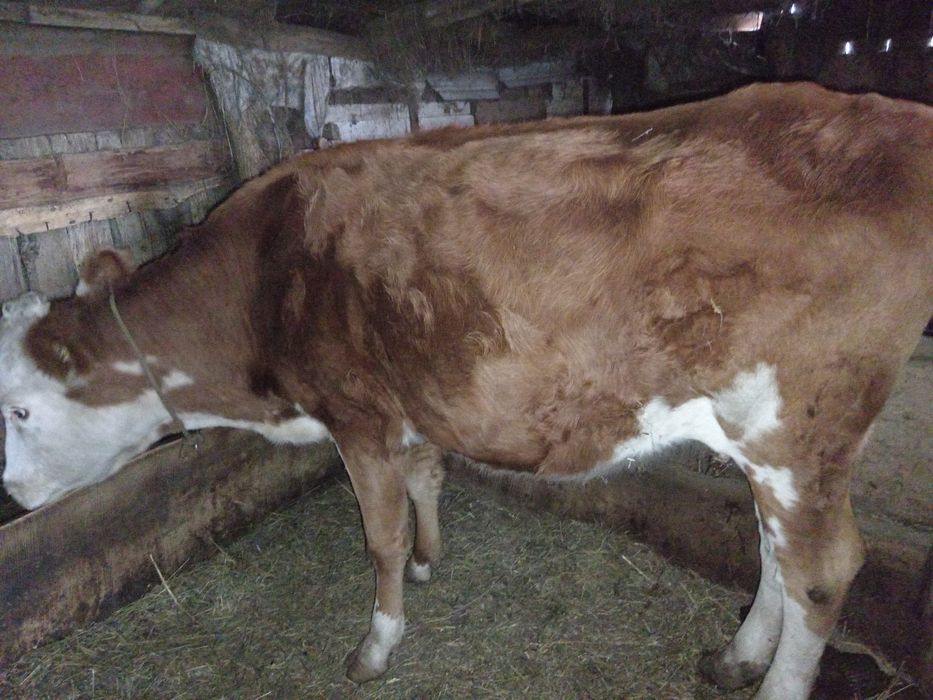 сиырлар сатылады