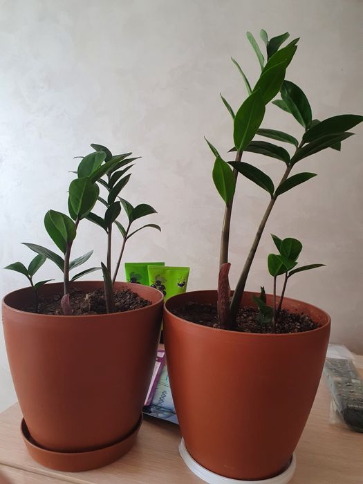 Комнатные цветы 2 вида