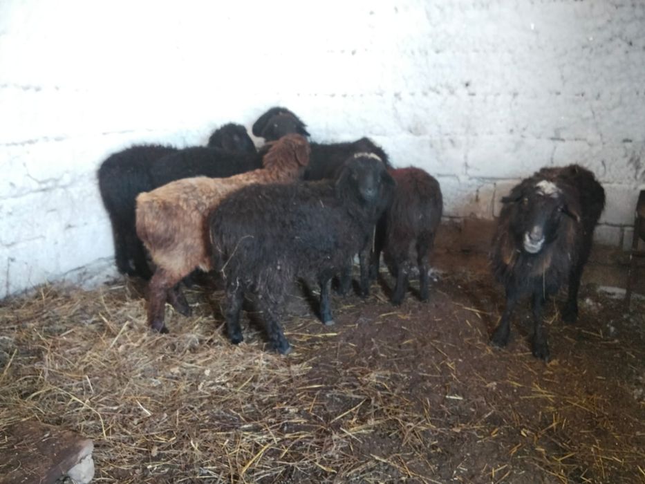 Продам баранов ярочек