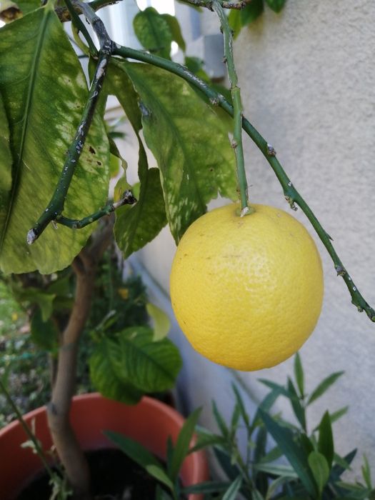 Vind lamii altoit întrat pe rod de 15 ani Are doi metri înălțime fruct