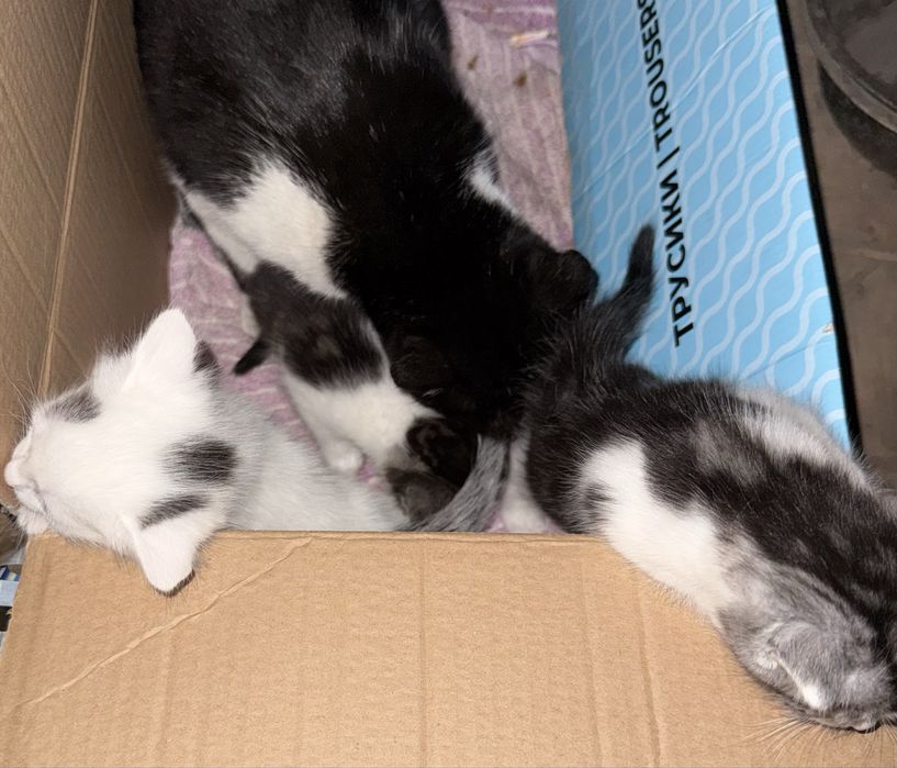 Котенок,кот,кошка,котята