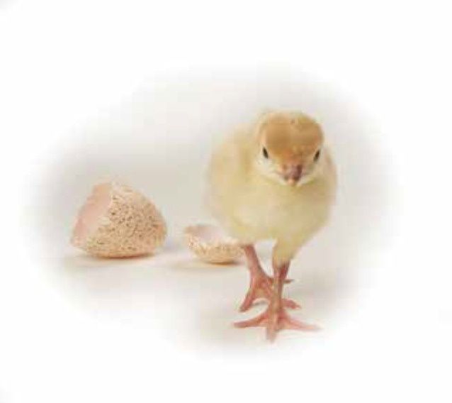 Бройлерные индюшата