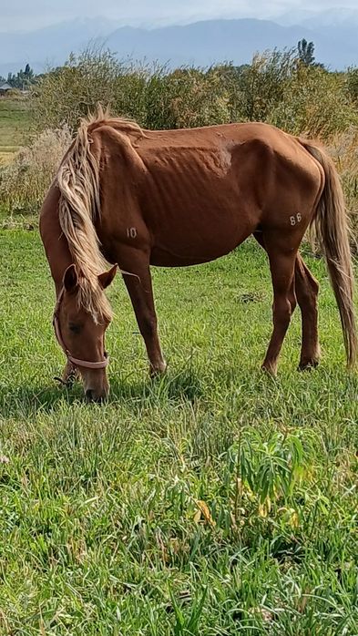 Лесбиянки в леггинс порно видео