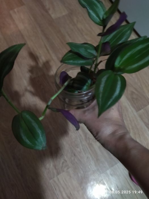 Отростки традесканции