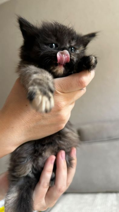 Отдам котят бесплатно