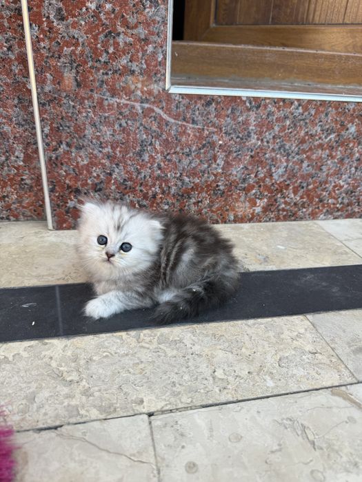 породистые котенки